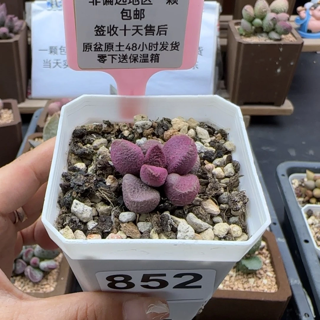 852实生多肉植物
