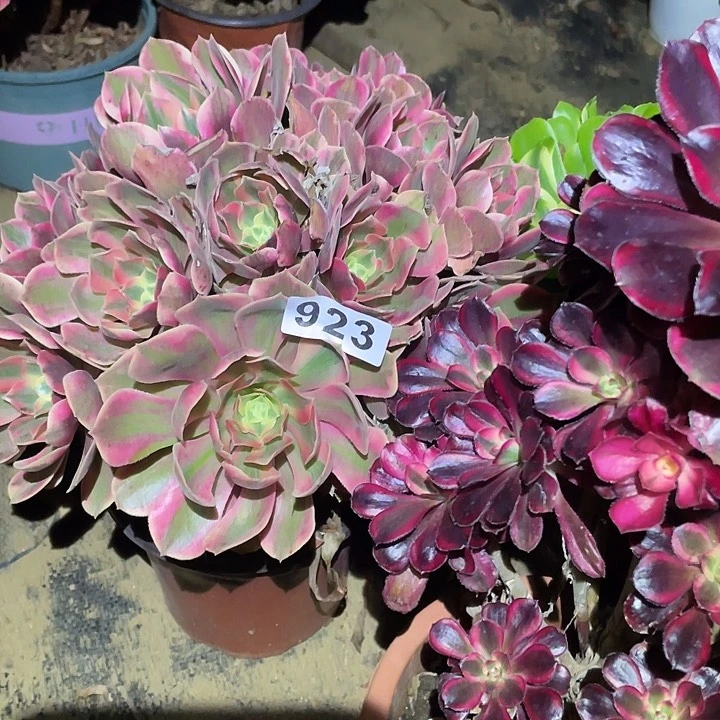 。*。多肉植物断枝不包923法师3颗