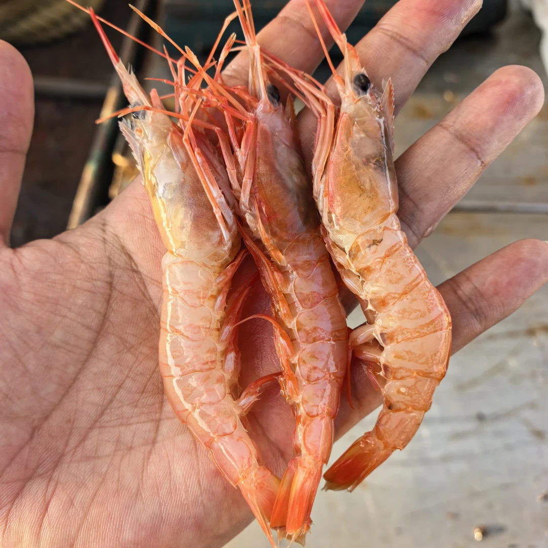 东海野生船冻中号红虾1500g