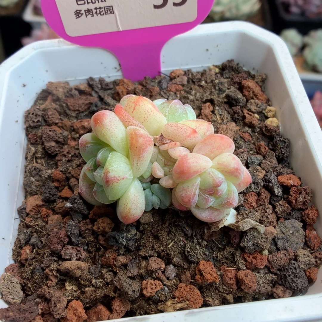 55五头钻石冰玉多肉