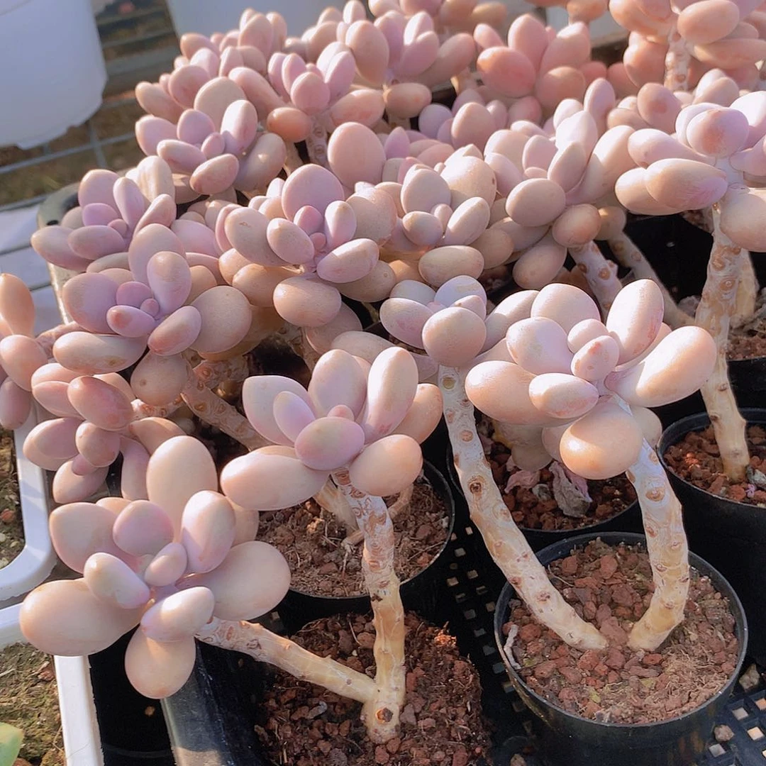 两颗桃蛋356789999000