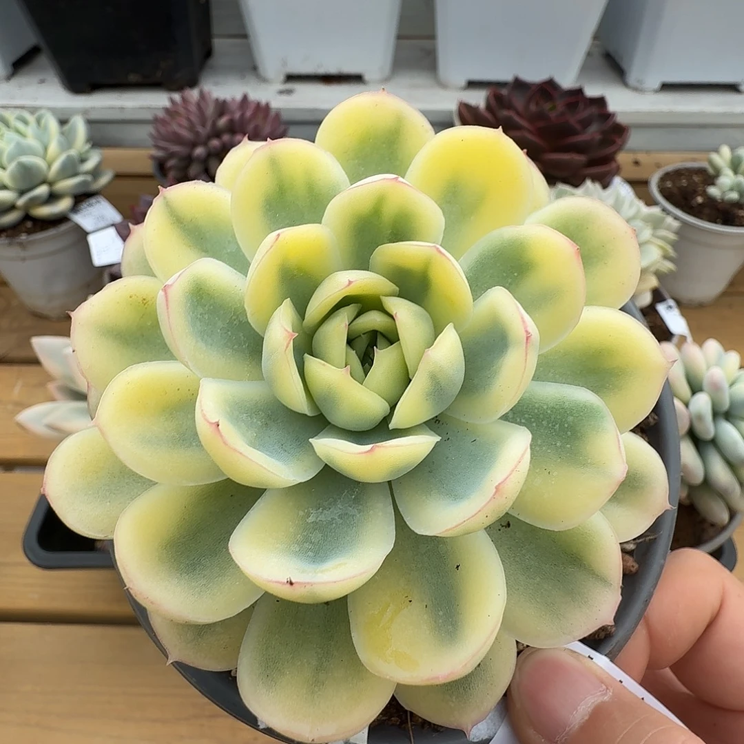 草莓冰锦111109-119