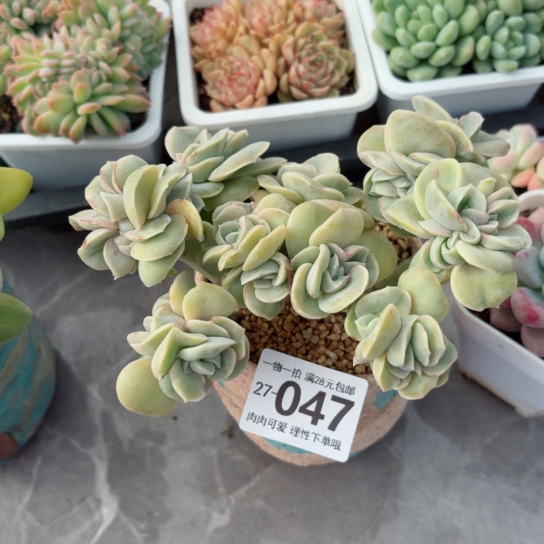 可爱玫瑰缀化无盆土发货无盆