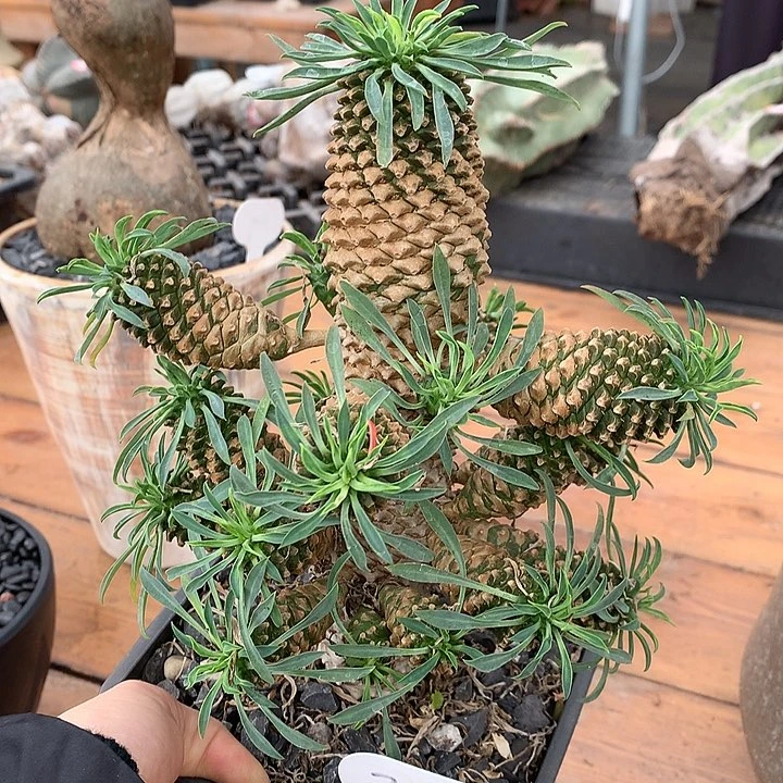 287铁甲麒麟4公分96666666666