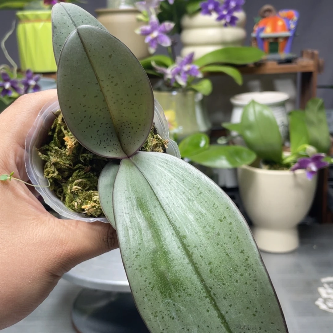 完全开放西交象耳，2.5杯苗1棵