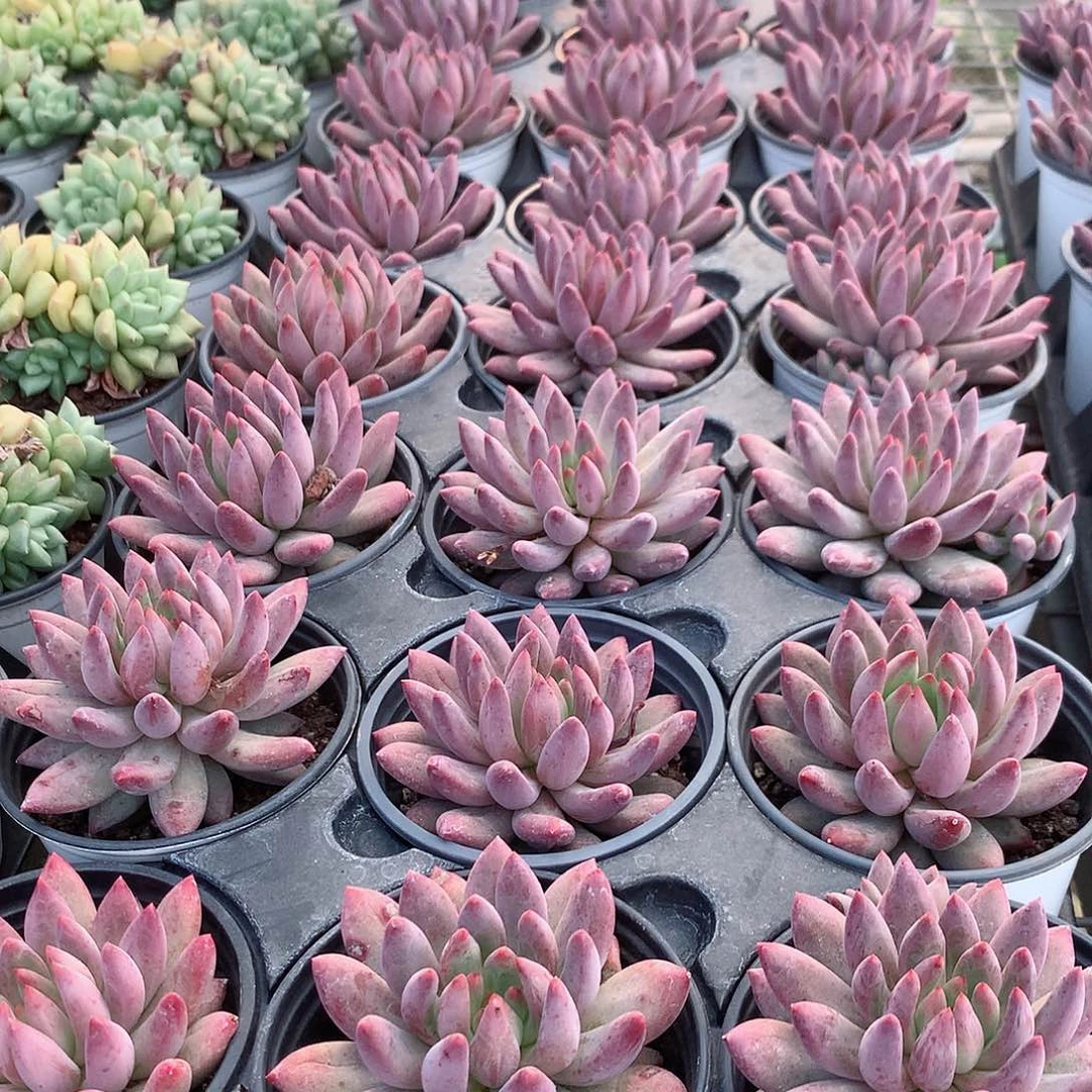 大号虞美人44888888888888