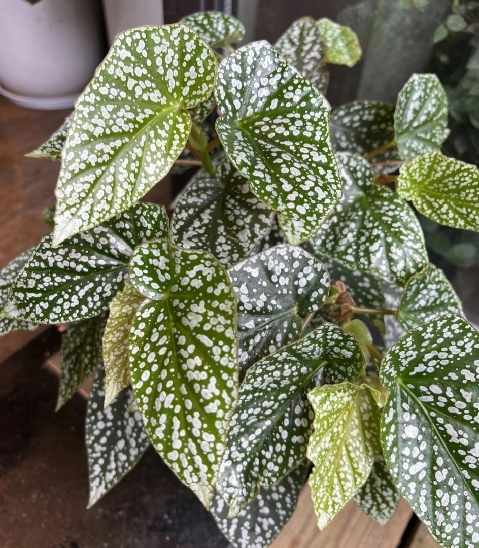 室内好养的富士山秋海棠网红ins风绿植花卉