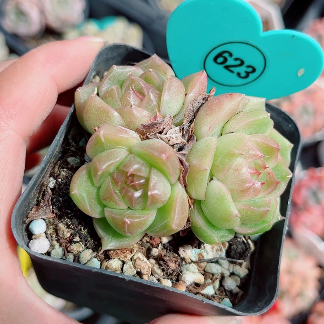 623号小老桩珍妮群