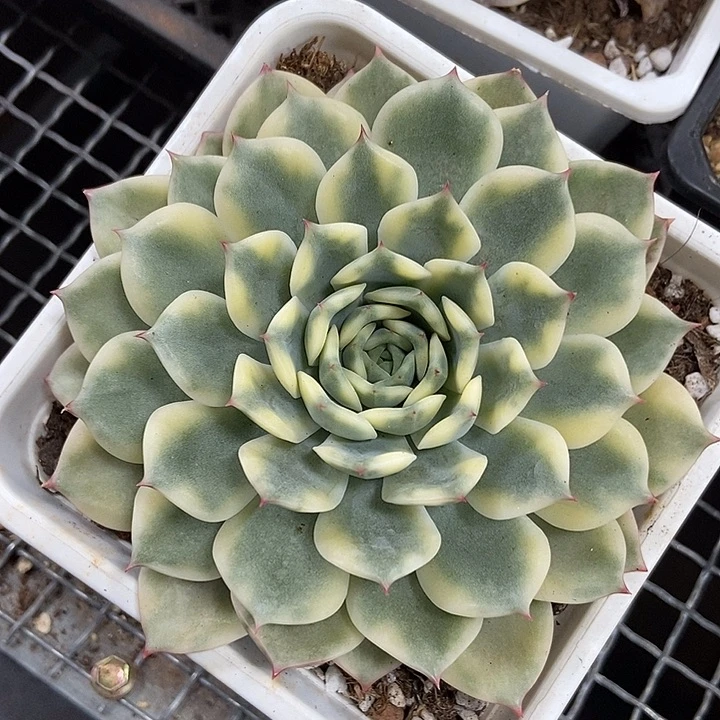 艾丽卡锦多肉植物