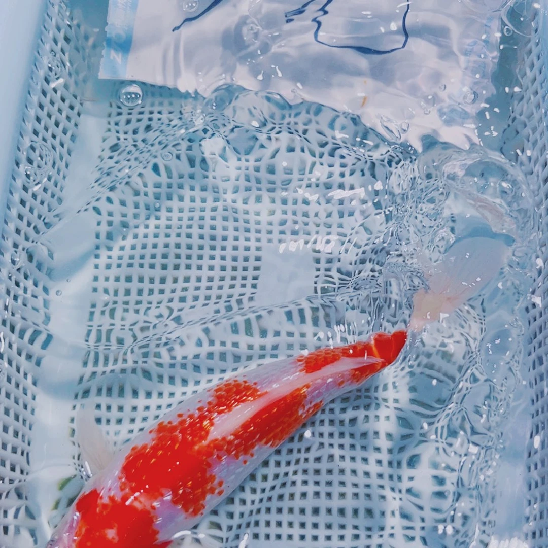 海水鱼锦鲤冷水146