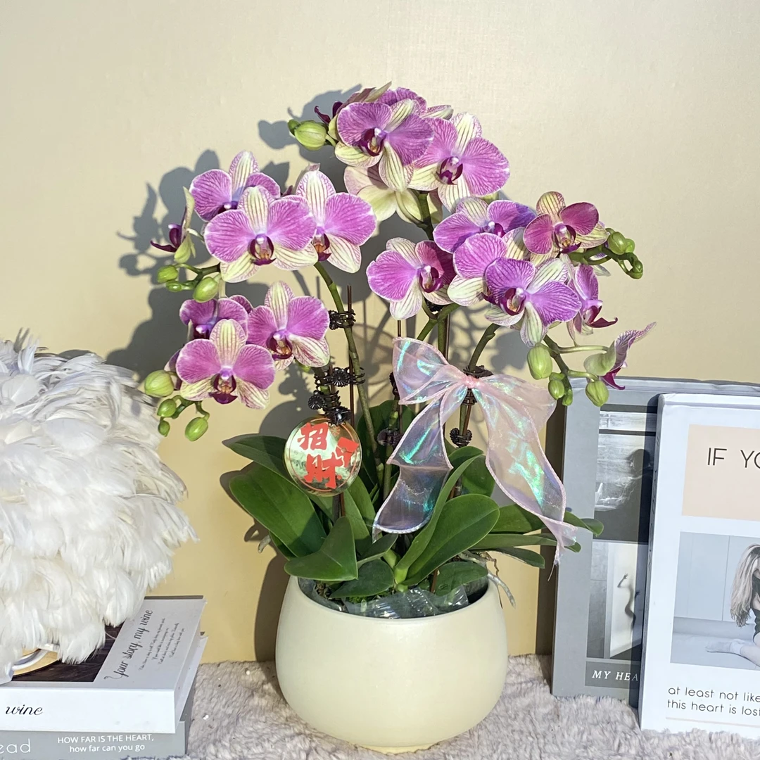 秘密花园 富贵鸟 蝴蝶兰 橙紫色  客厅卧室美观带花带花苞