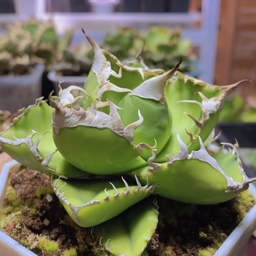 【闪购商品】见****』立可白