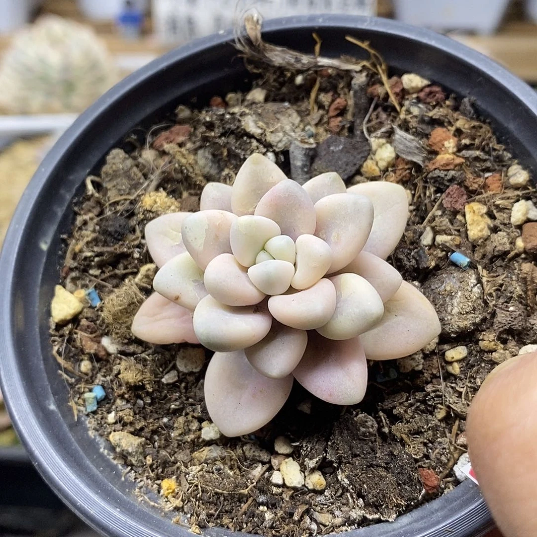 30143 艾伦锦多肉