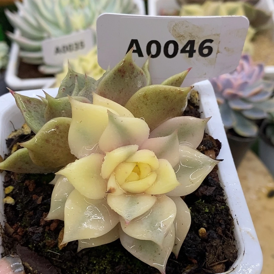 46阴阳哈哈哈哈哈哈哈