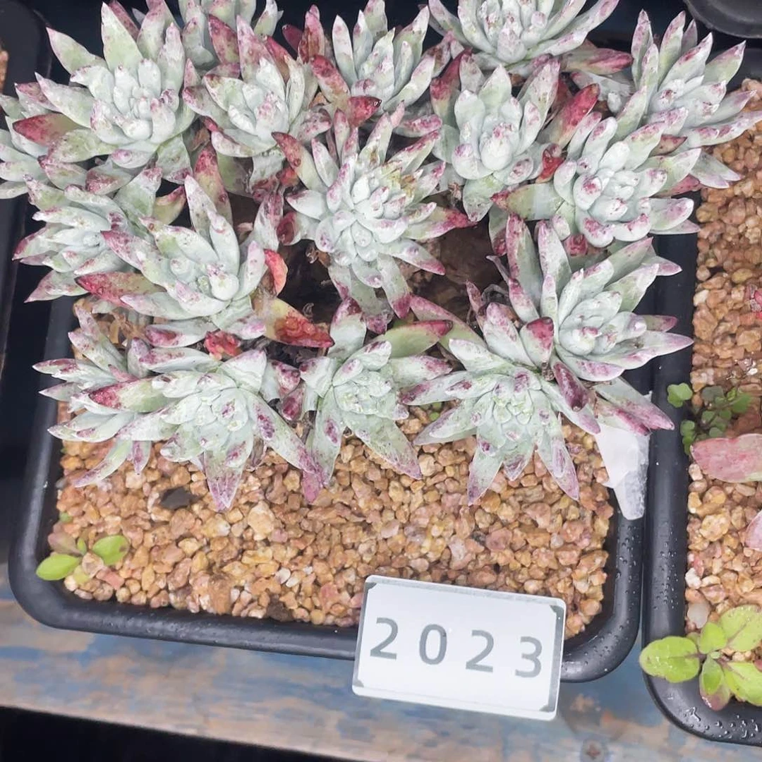 ✨***✨仙女杯多头老桩2023