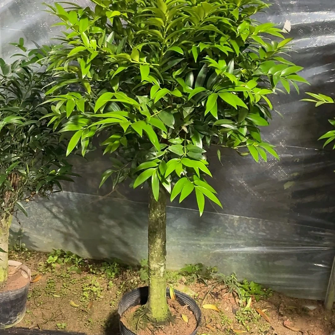 完全开放竹柏老桩一物一拍顺丰包邮