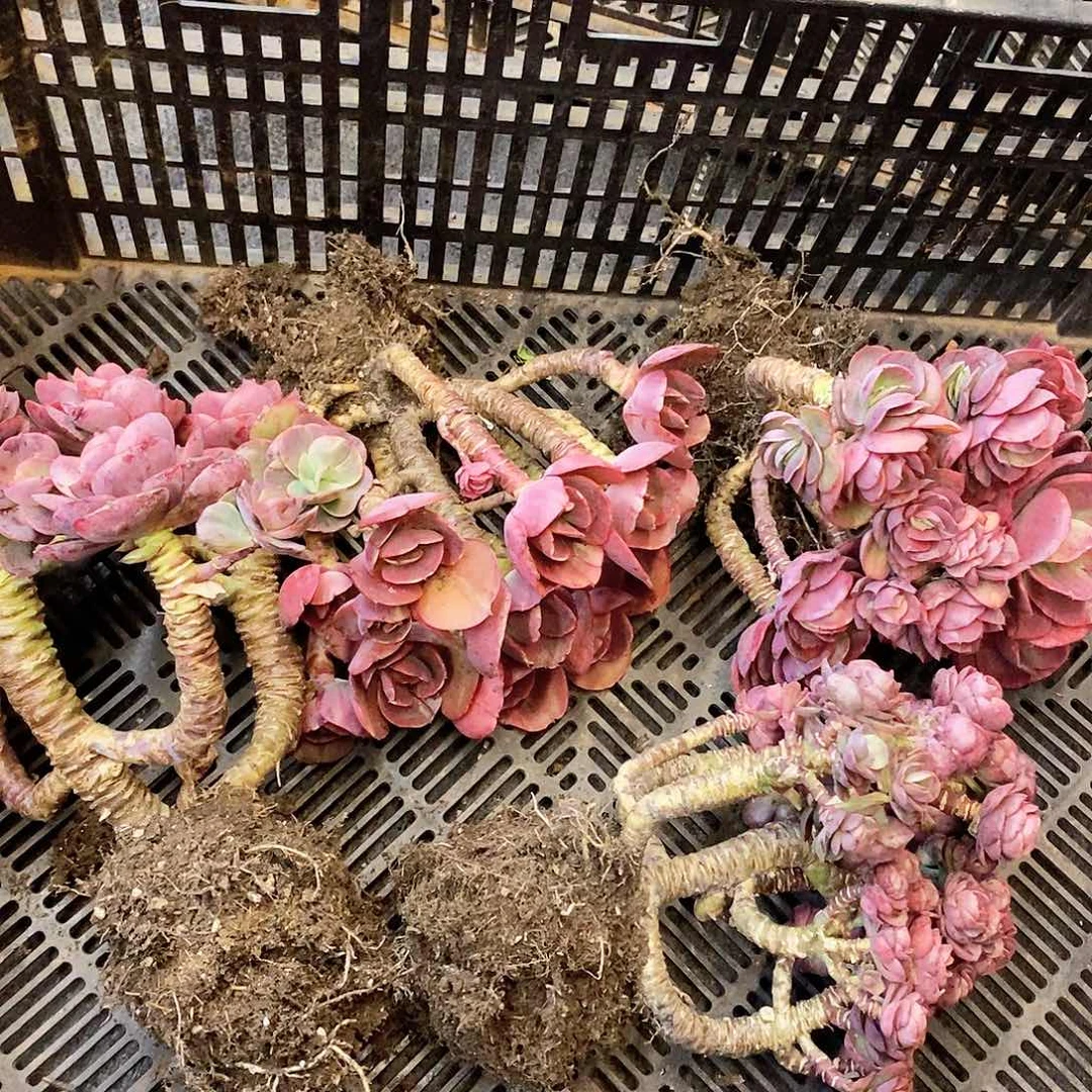 @**哥多肉植物秀妍4颗