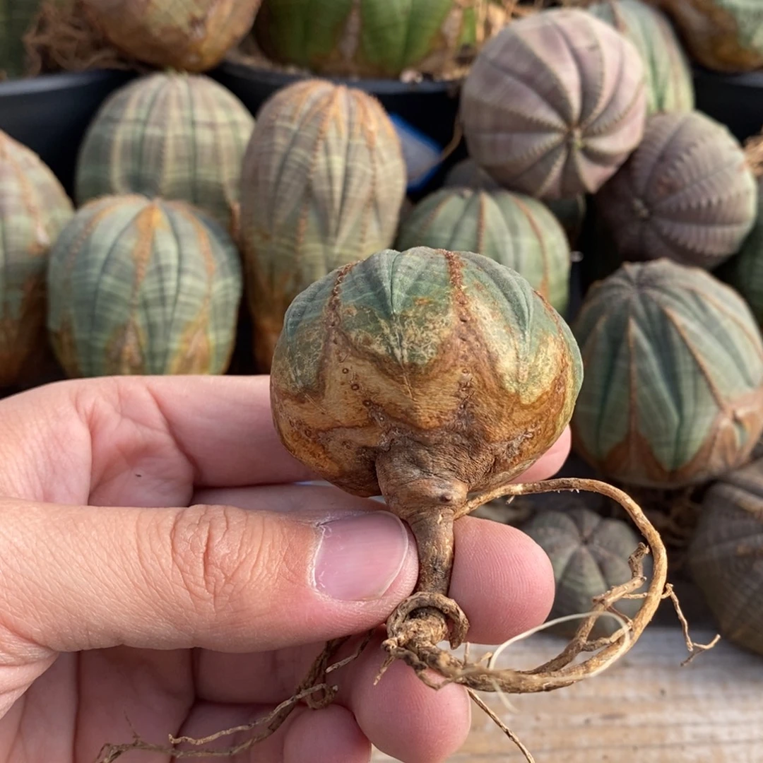 12 欧系实生布纹球多肉植物