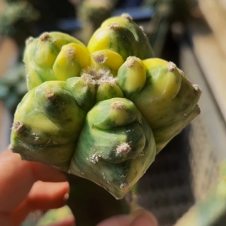 无花朵散班龟甲鸾凤玉锦318