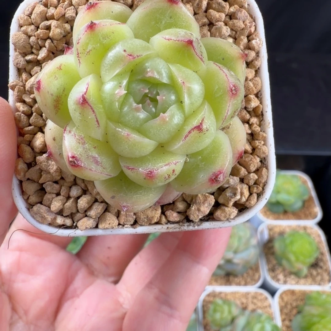 珍妮麦秆福利单头16号