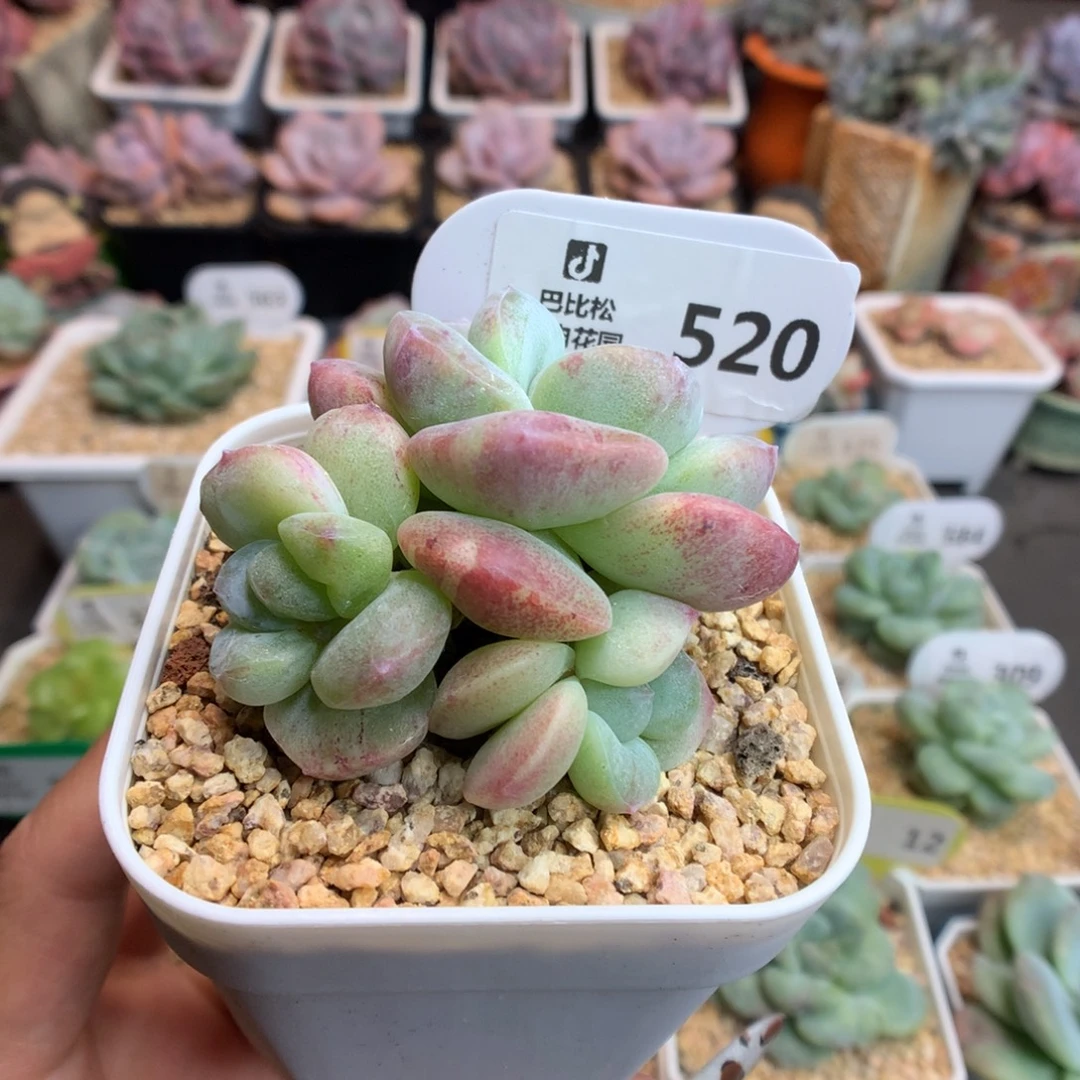 520三头冰玉石化多肉植物