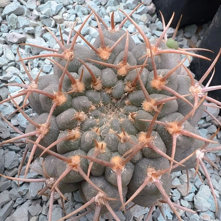 三刺玉。苗接落地自根有根芽