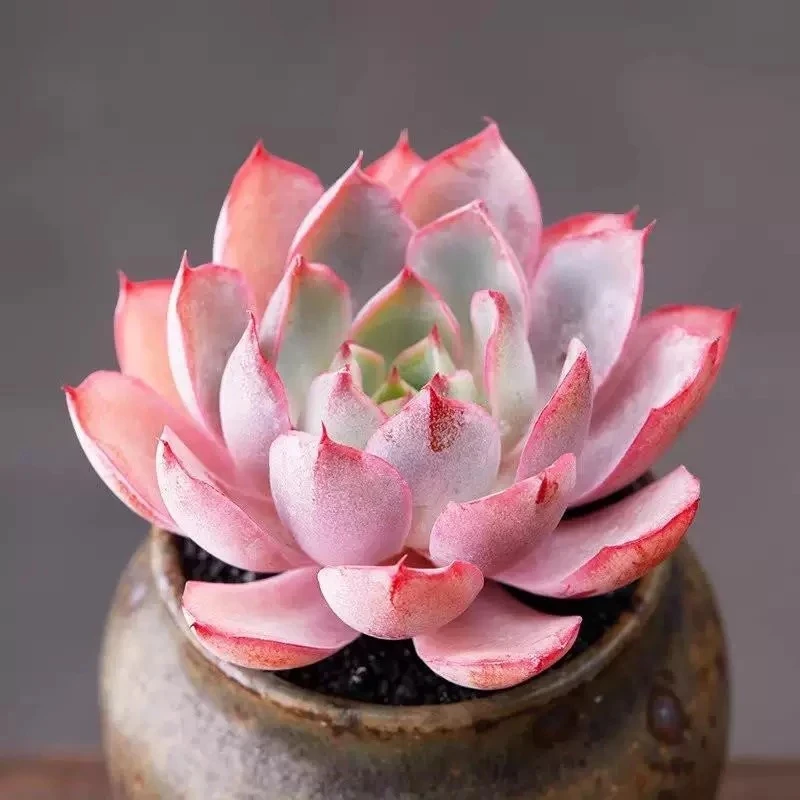 【满9.9包邮】赫拉6.5㎝盆多肉植物以直播间展示为主