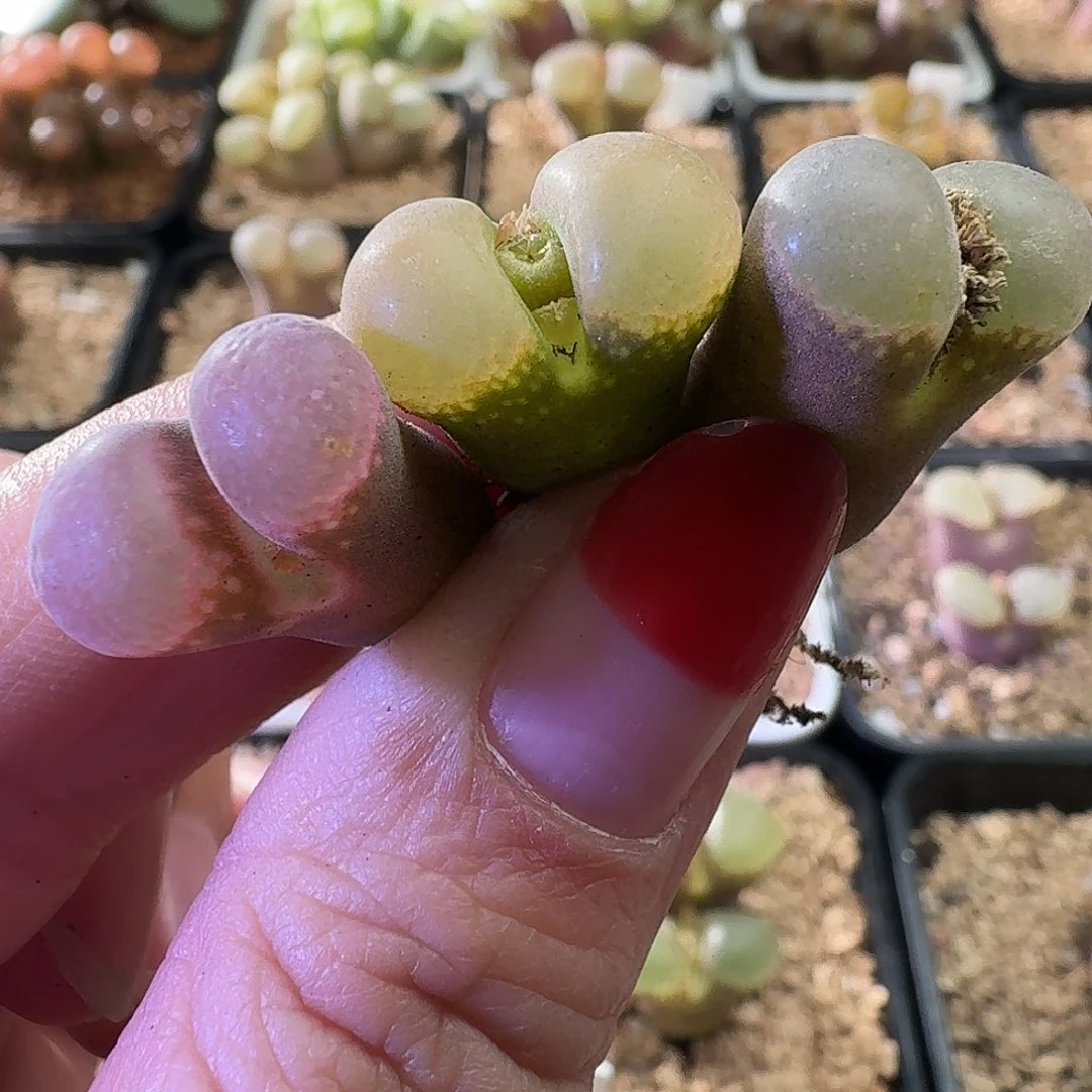 彩套三颗喜欢可拍 2805