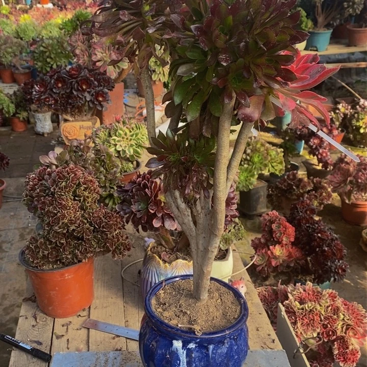 乖****^黑法师一颗多肉植物