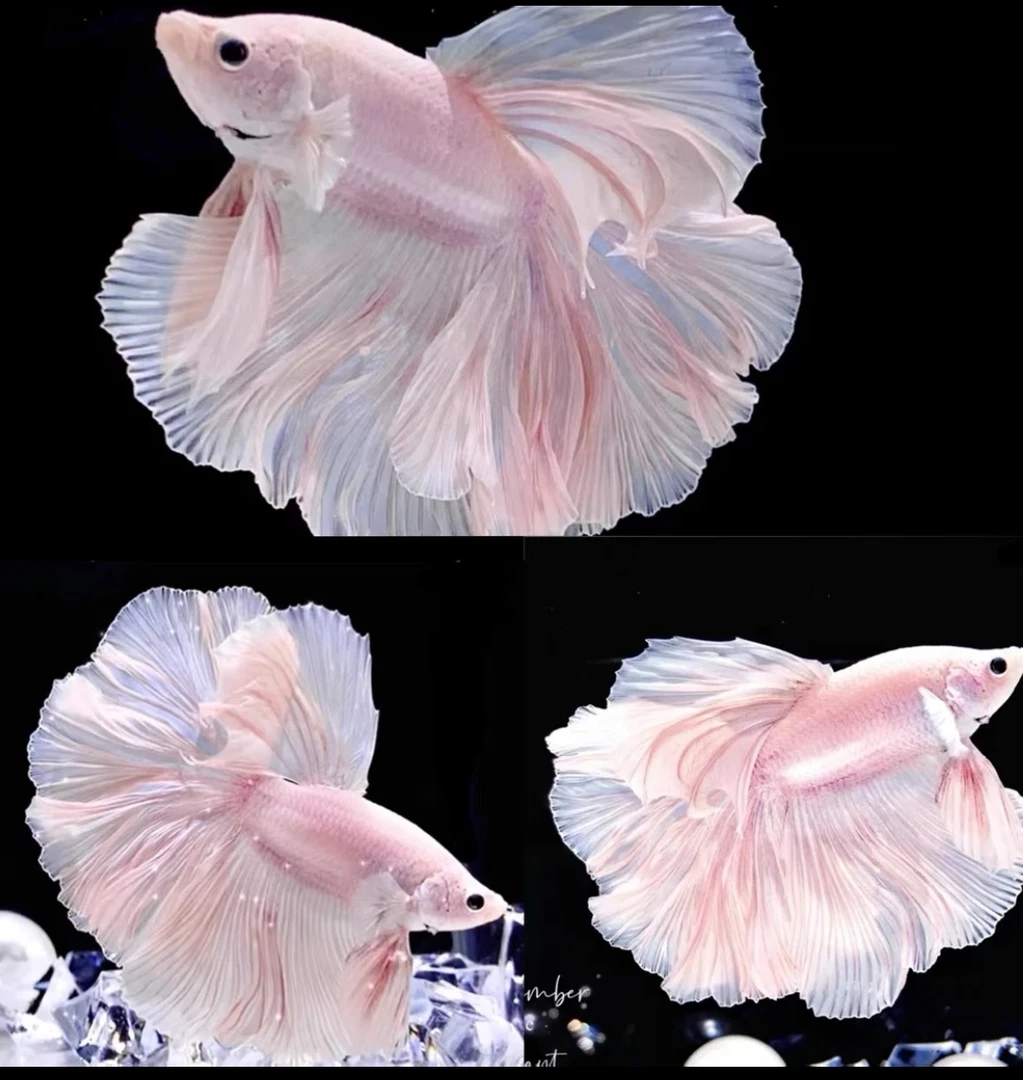 E15（337-360）泰国斗鱼小型热带观赏鱼、耐活（直播间选鱼）