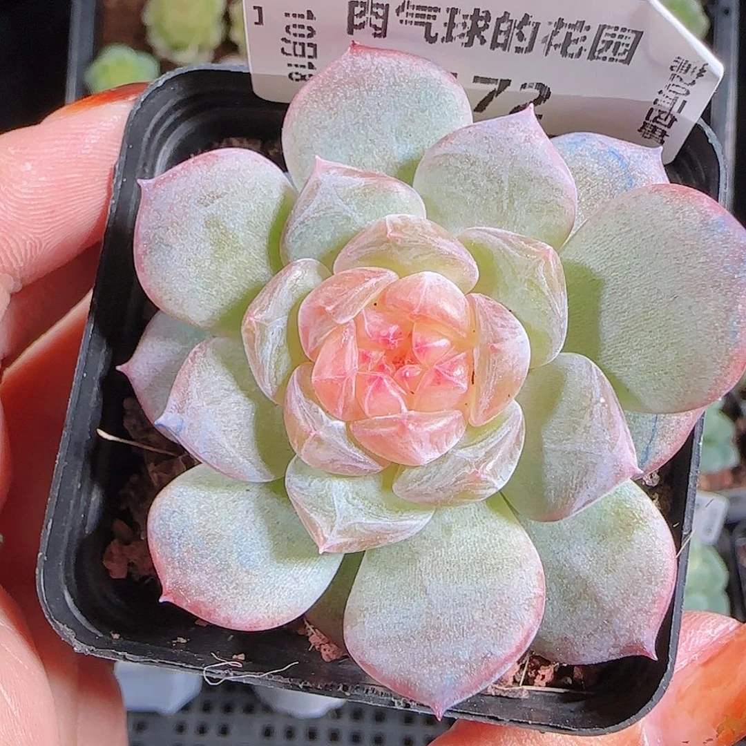 1018---172寒酥一物一拍