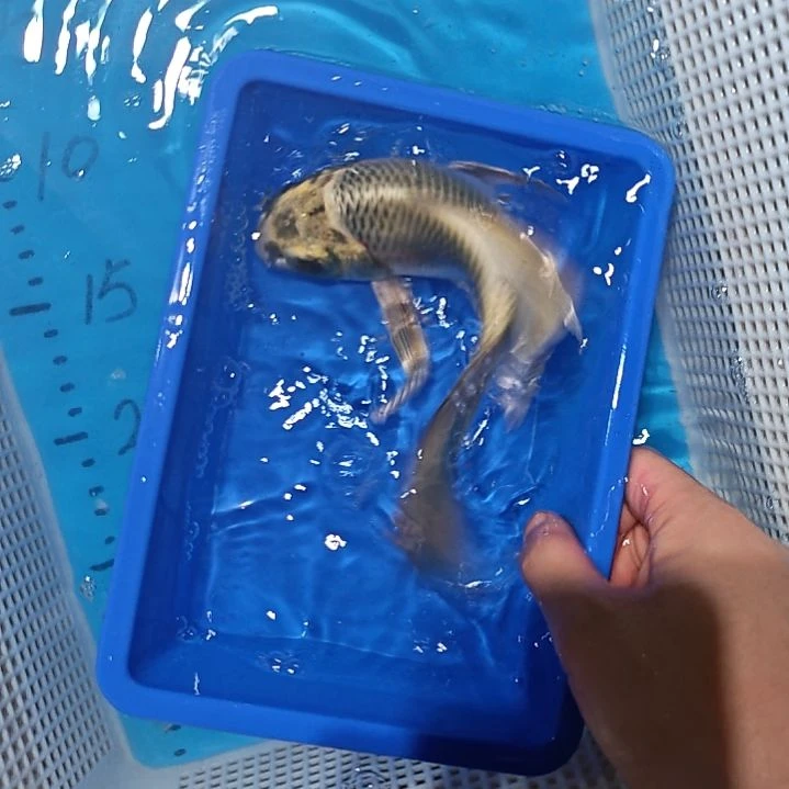 海水锦鲤观赏鱼包邮到家
