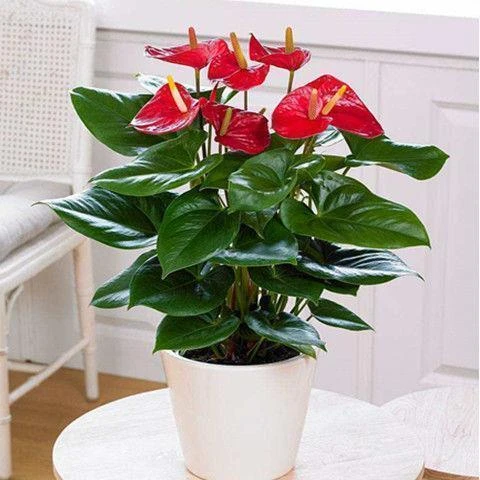 四季开花红掌红掌盆栽粉掌盆栽玫瑰花苗花卉室内盆栽水培白掌好养