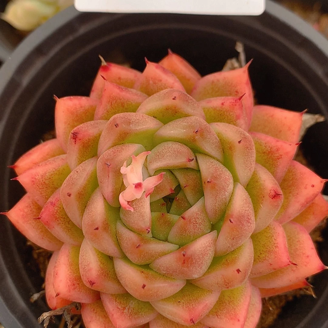 【闪购商品】云491