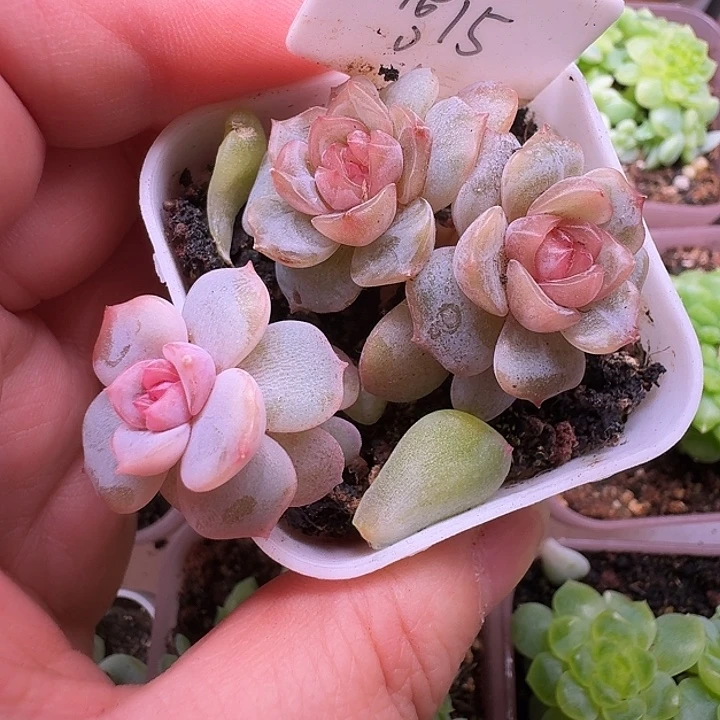 宫花15三头开播福利
