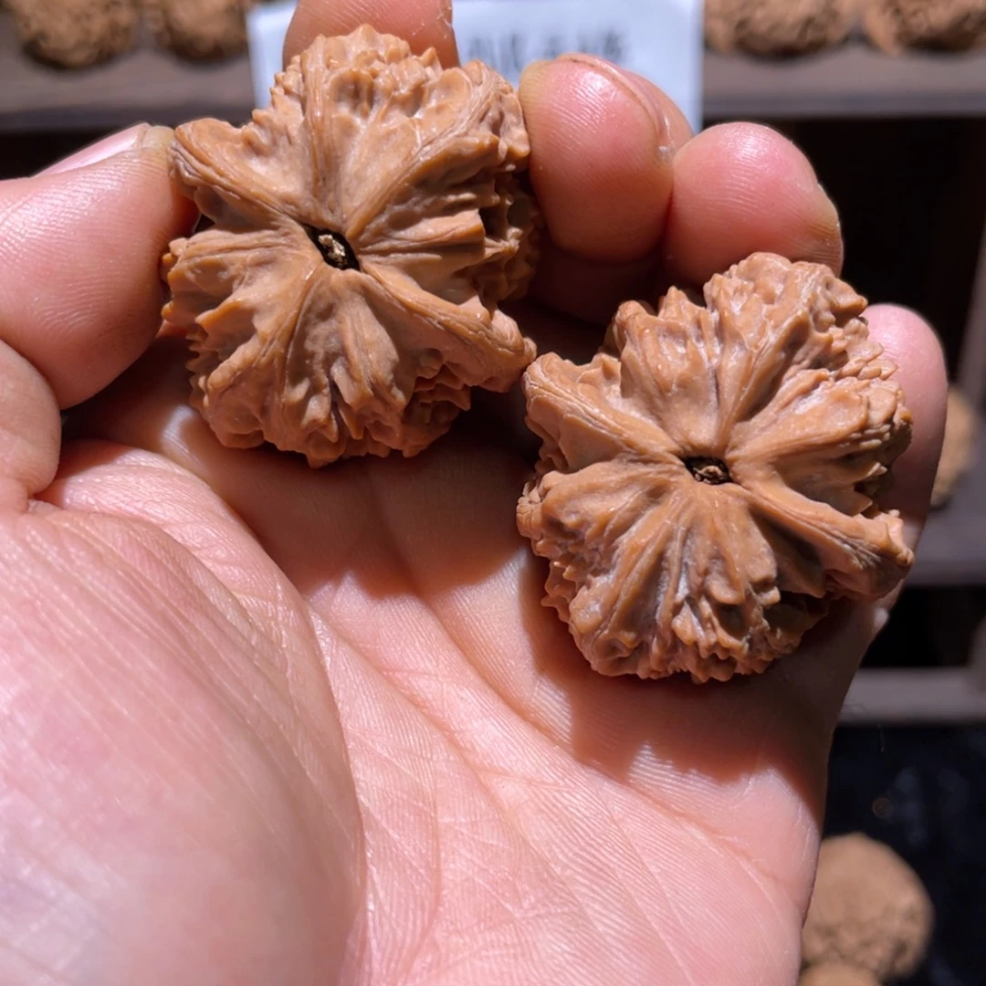 文玩核桃把件37尺粗筋马蹄