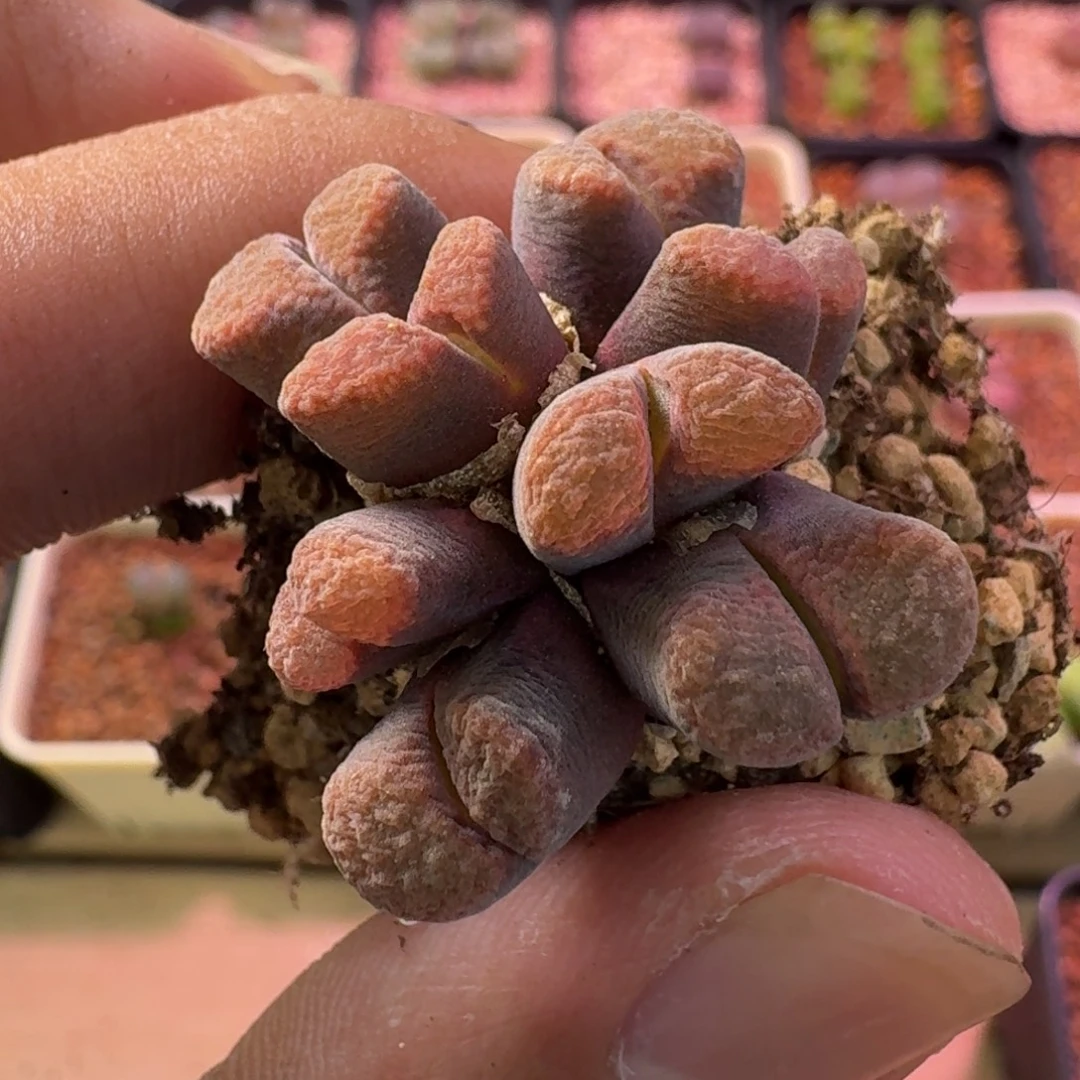 菲***菲云缦精品番杏18.19