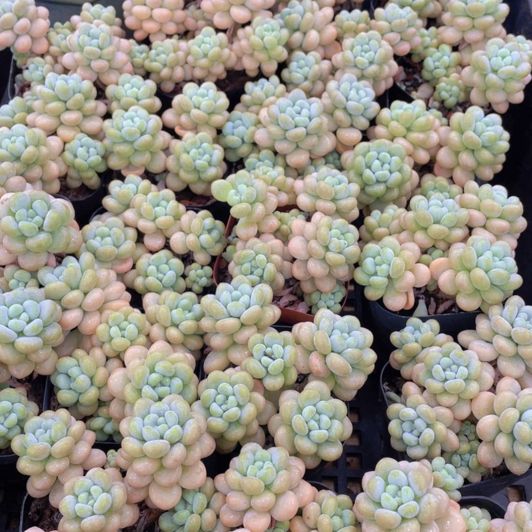 量拍1号 洛可可群生老桩4头起一个