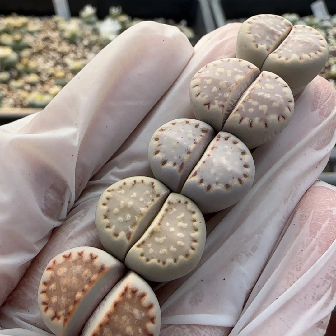 11.26辛然园艺1621.015饼干9096