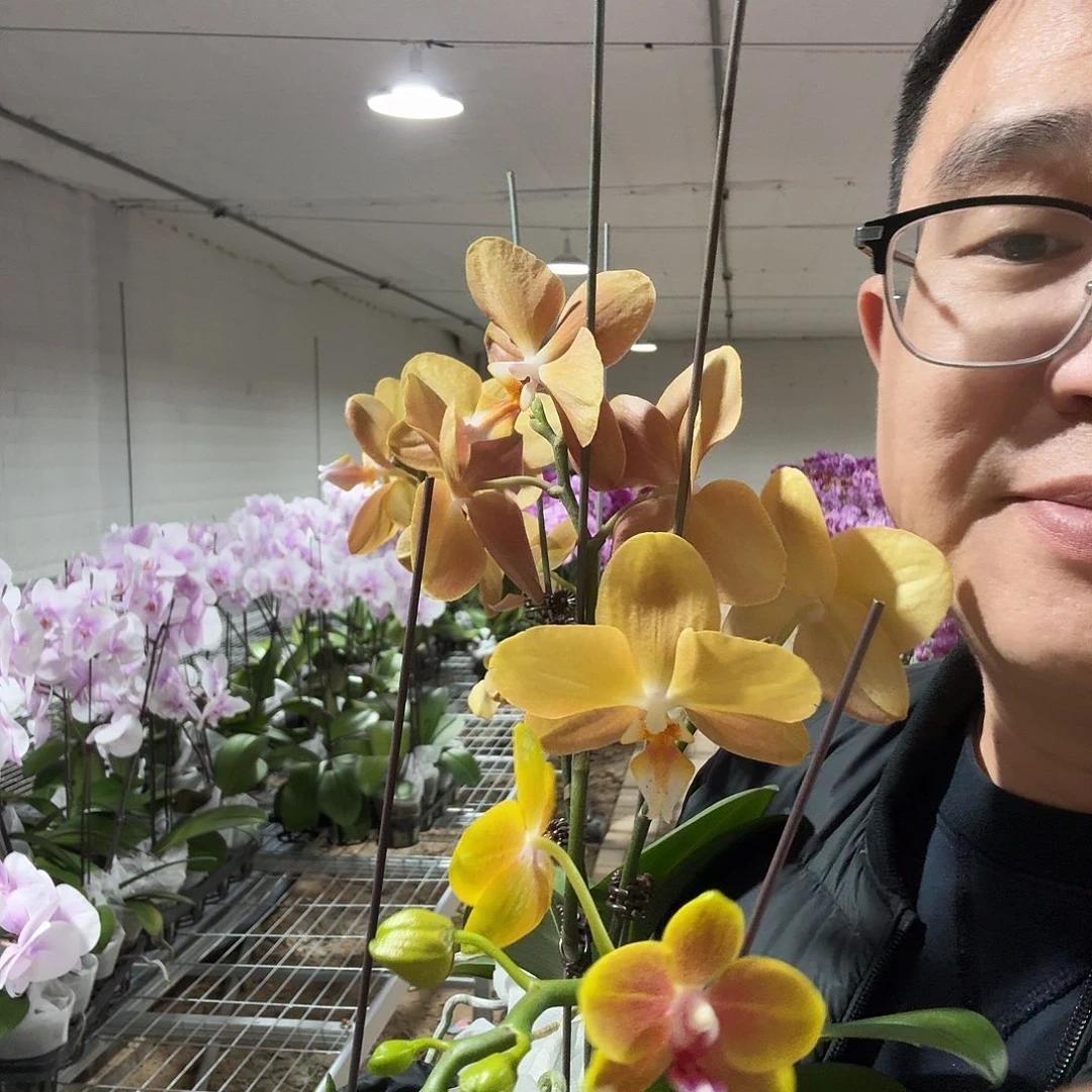 完全开放摩纳哥4颗➕香水黄金