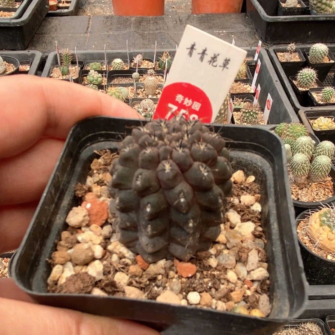 雷头3.4cm一棵仙人球