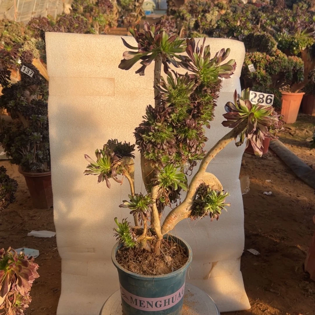 微瑕疵黑缀286高度44厘米