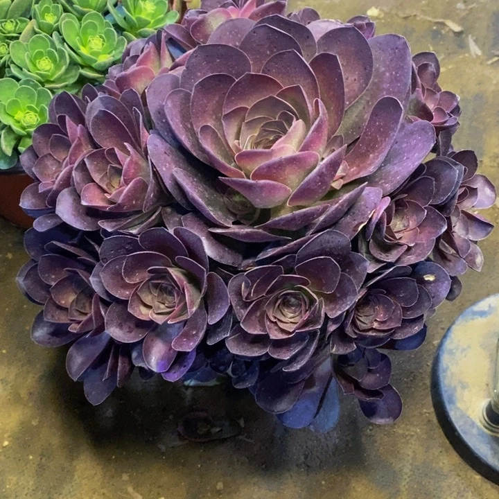 魅金玫瑰多肉植物4600
