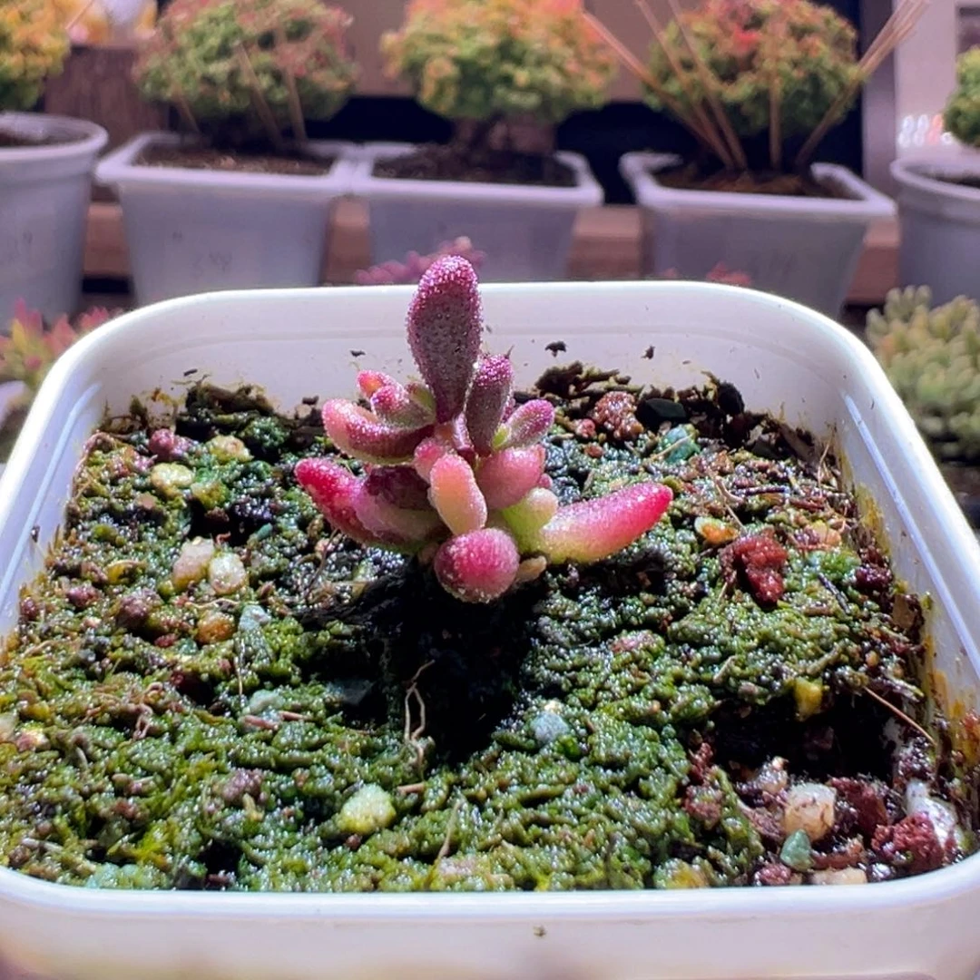 438红宝石锦一物一拍包开箱