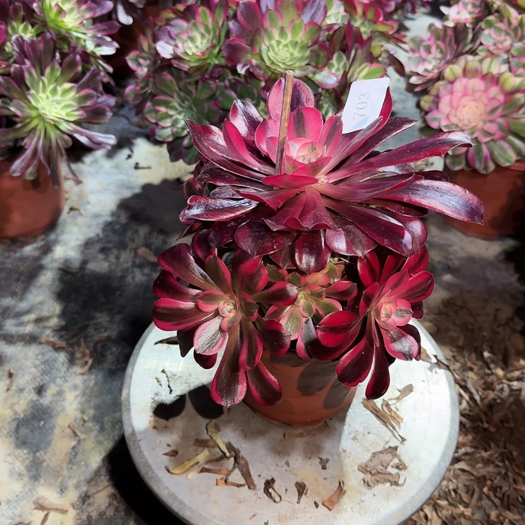 多肉植物美杜莎703