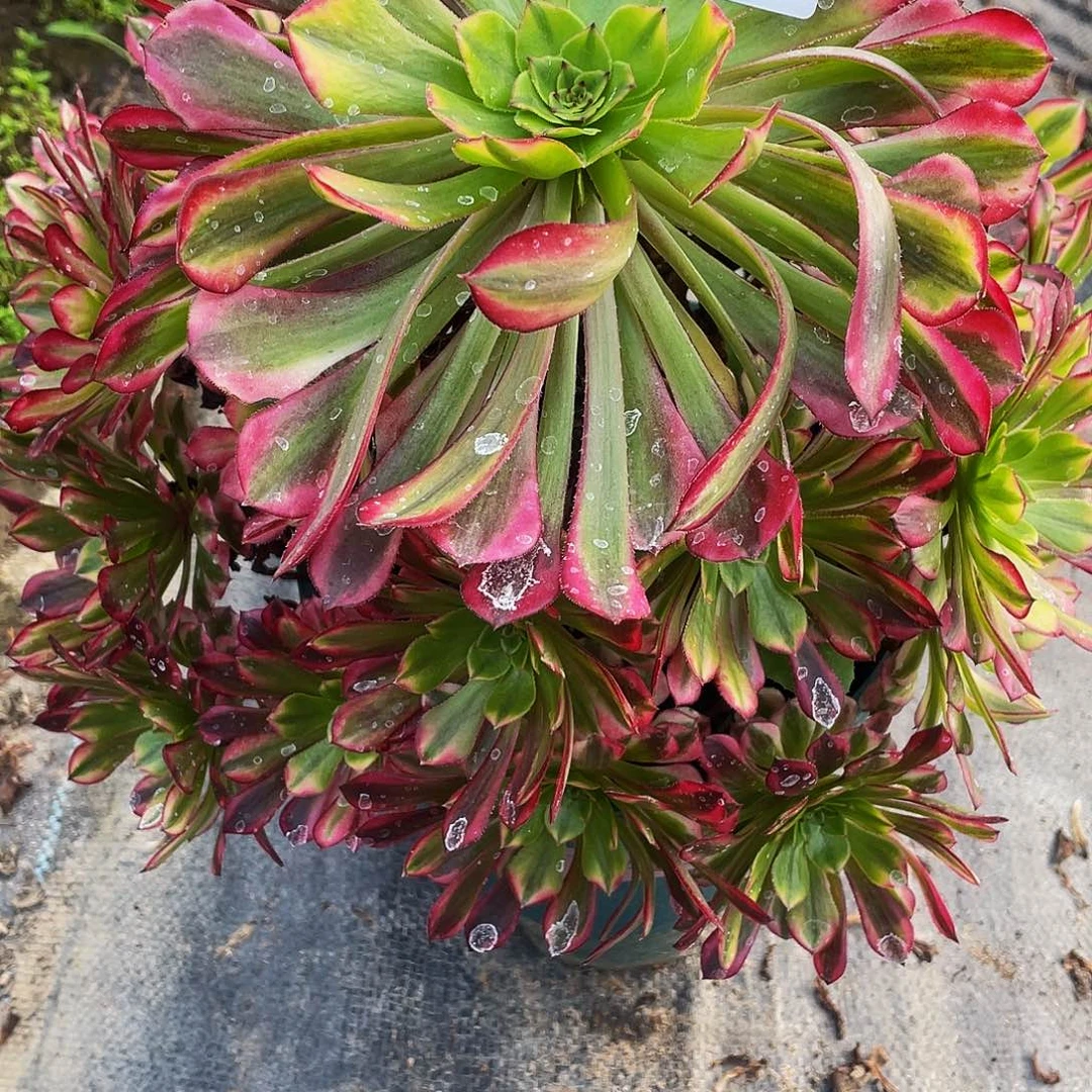 琴****多肉法师855号祝融发货不包损