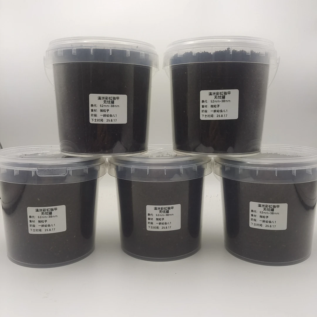 彩虹锹甲随机颜色一龄二龄幼虫无忧罐1000ml
