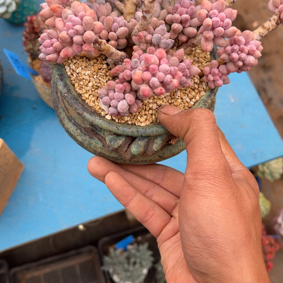 我**鱼177宝宝手指多肉