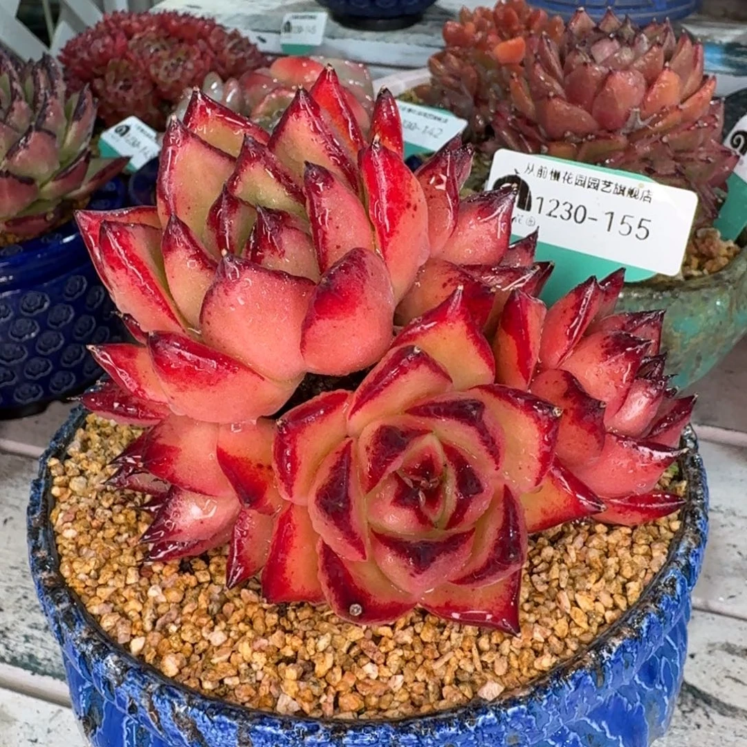 从前慢多肉精选编号1230.155