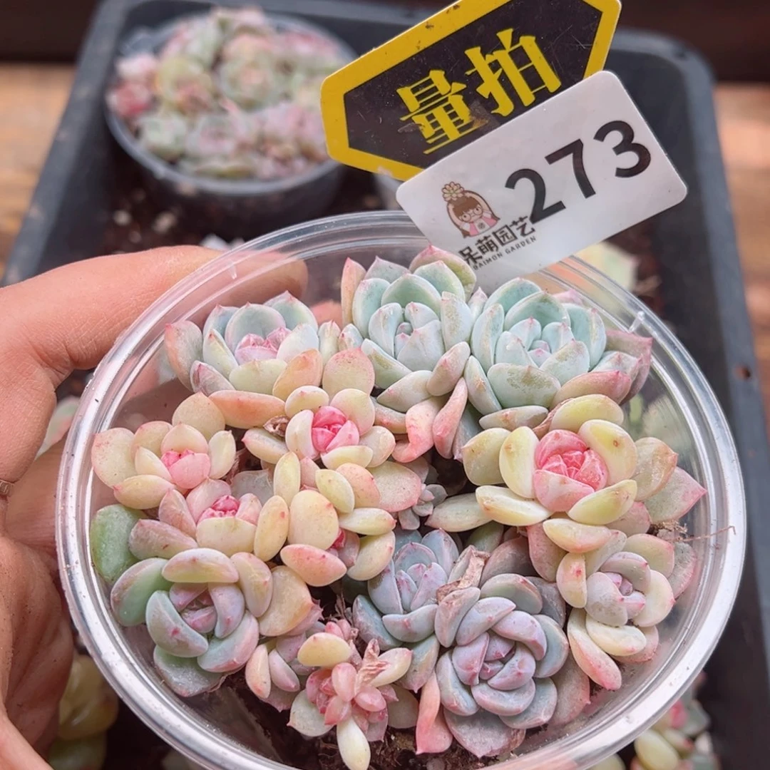 多肉植物多肉植物